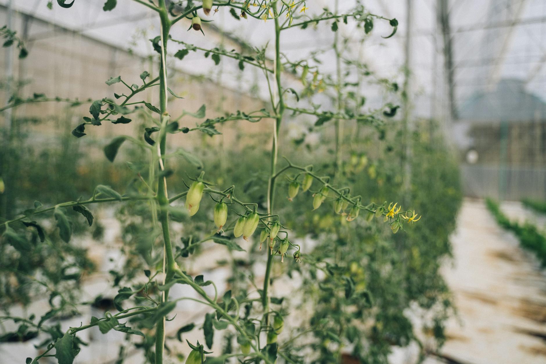 Troubleshooting Yellow Leaves on Tomato Plants: Causes and Solutions Troubleshooting Yellow Leaves on Tomato Plants: Causes and Solutions_image