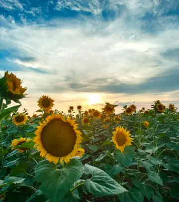 Unlock vibrant color and easy-care beauty in your garden with heat-loving, pollinator-attracting Mexican sunflowers.
