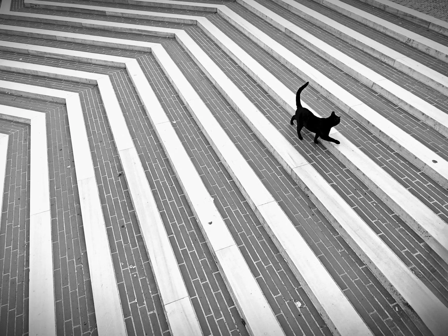 Heart Murmurs in Cats: Causes, Diagnosis & Management Understanding feline heart murmurs: what they mean for your cat's health and wellbeing