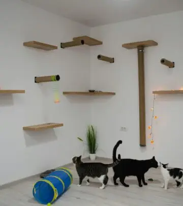Discover why puzzle feeders can transform your cat’s daily routine with fun, exercise, and enrichment.