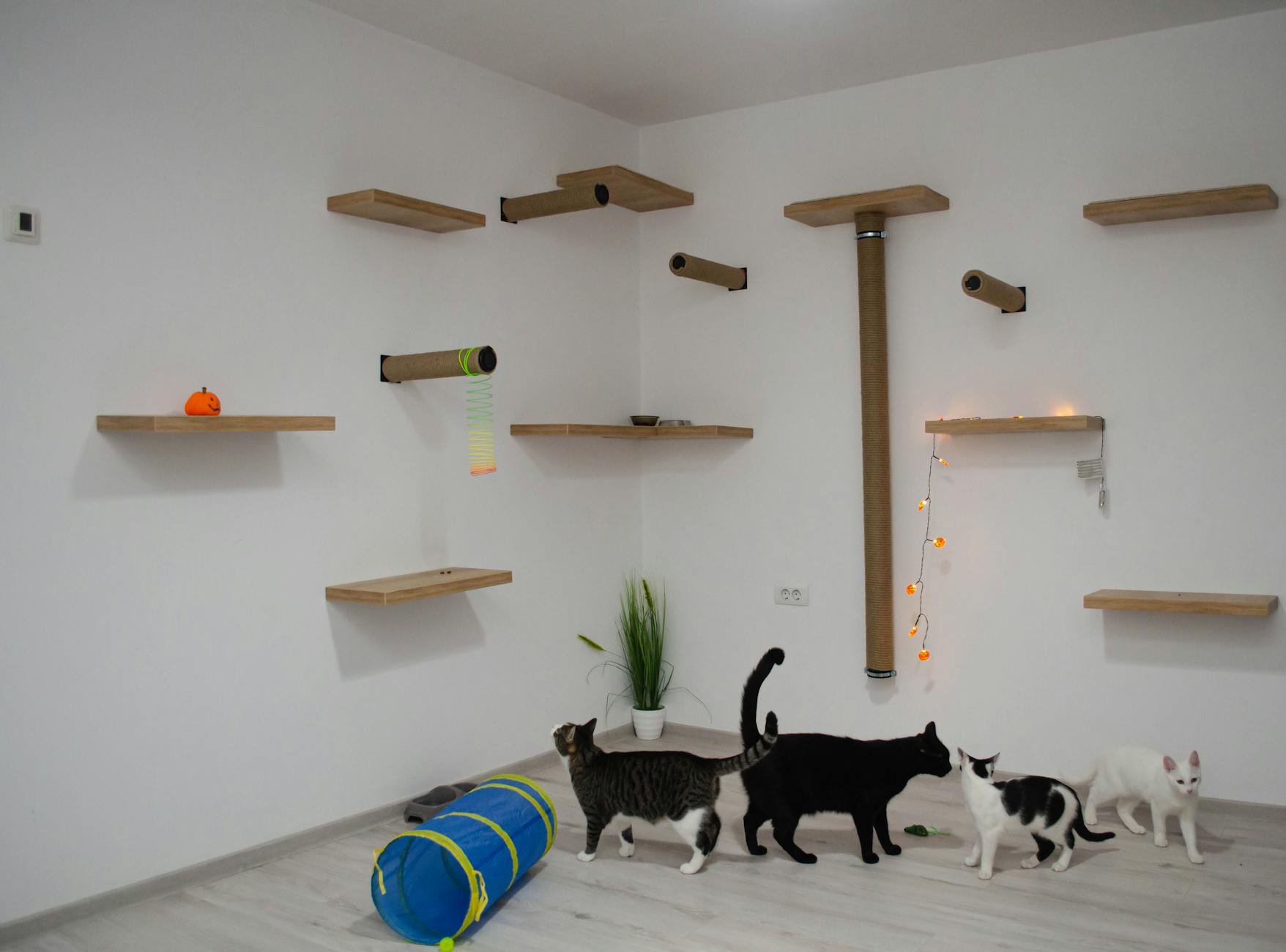 Puzzle Feeders for Your Cat: Enrichment, Health, and Happiness Discover why puzzle feeders can transform your cat’s daily routine with fun, exercise, and enrichment.