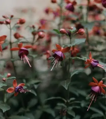 Unlock the secrets of propagating fuchsia with step-by-step methods, tips, and troubleshooting for lush, vibrant blooms at home.