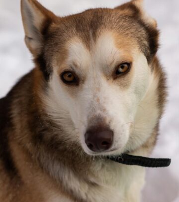 Labsky: The Lively and Loyal Labrador Husky Mix