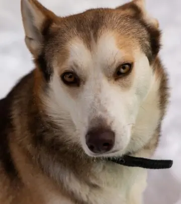 Discover the energetic, intelligent, and affectionate Labsky, a remarkable Labrador Retriever and Siberian Husky mix.