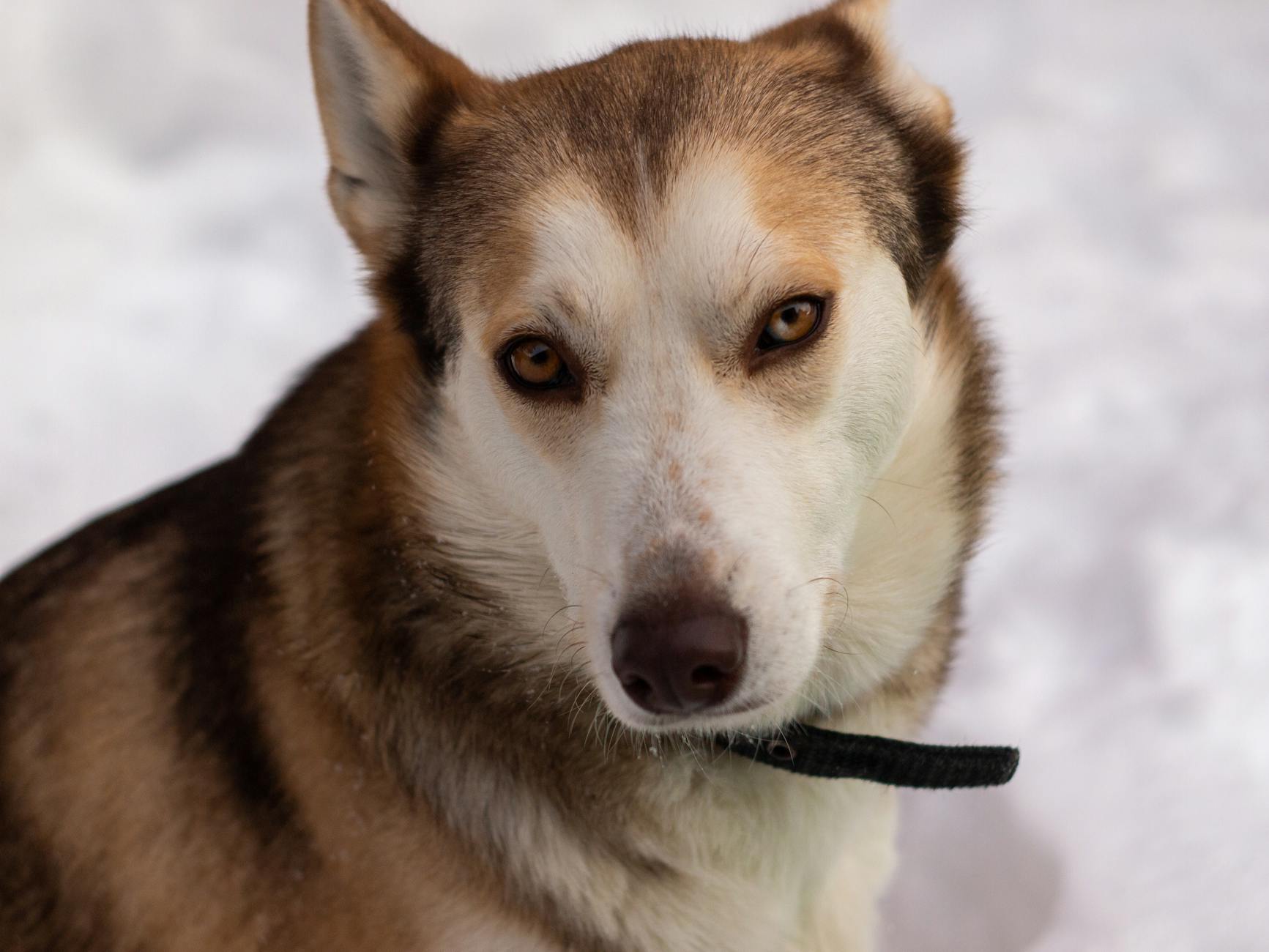 Discover the energetic, intelligent, and affectionate Labsky, a remarkable Labrador Retriever and Siberian Husky mix.