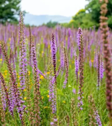 Transform your summer garden with vibrant, pollinator-friendly blazing star flowers