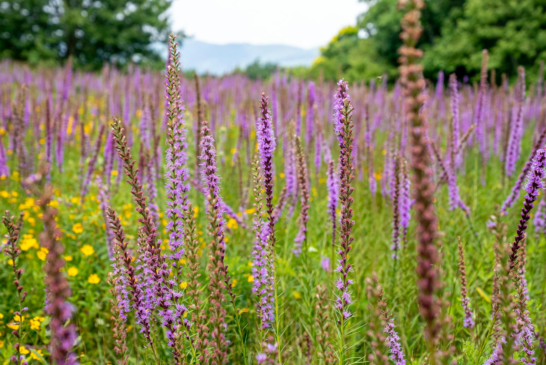 Growing Liatris: A Guide to Blazing Star Flowers Transform your summer garden with vibrant, pollinator-friendly blazing star flowers