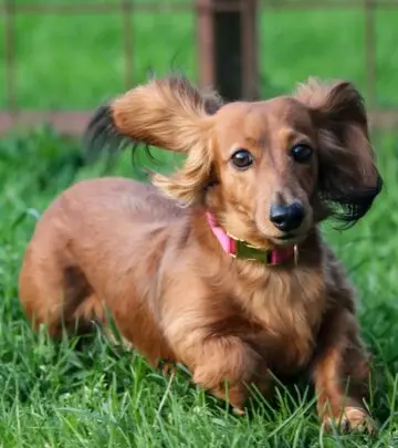 Discover everything about the energetic and devoted Boxador, a perfect blend of Boxer and Labrador Retriever traits