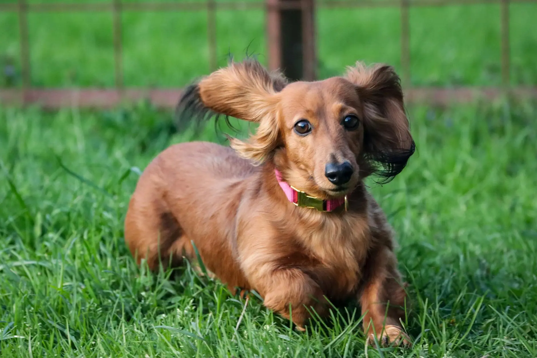 Boxador Dog Breed: Complete Guide to This Loving Mixed Breed Discover everything about the energetic and devoted Boxador, a perfect blend of Boxer and Labrador Retriever traits