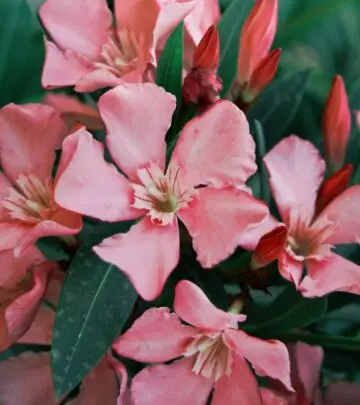 Transform your landscape with this versatile flowering shrub that offers year-round appeal and requires minimal care