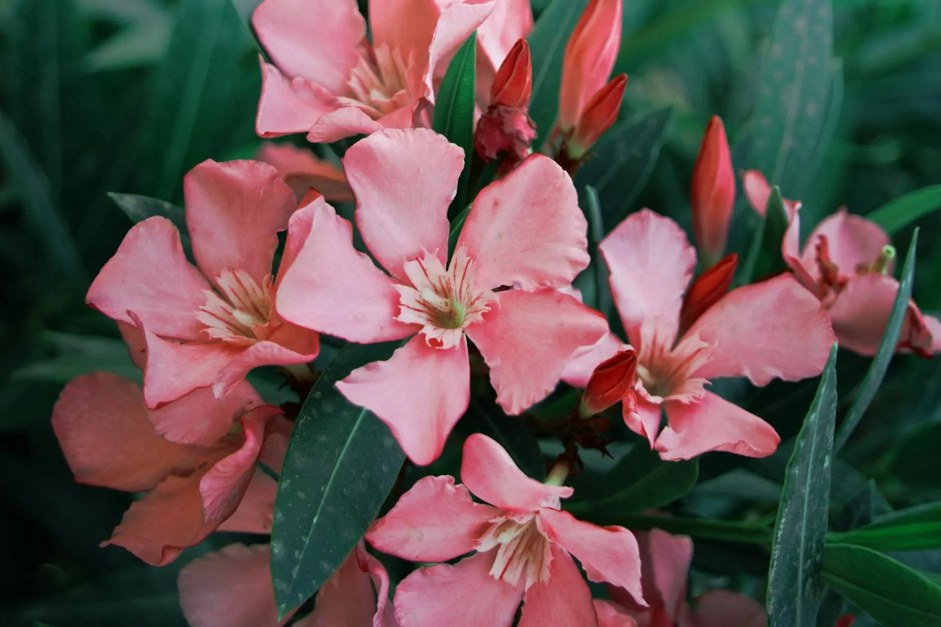 Growing Abelia: A Low-Maintenance Flowering Shrub for Your Garden Transform your landscape with this versatile flowering shrub that offers year-round appeal and requires minimal care