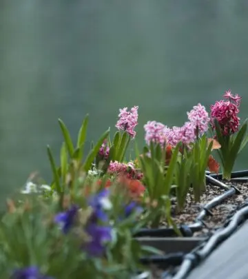 Discover how to grow vibrant, fragrant hyacinth flowers both outdoors and indoors, from planting tips to care and design ideas.