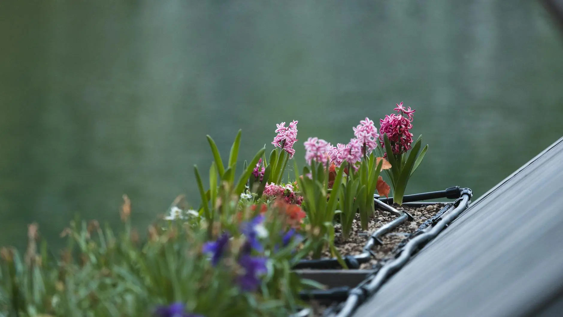 Growing Hyacinth Flowers: A Guide to Color and Fragrance Discover how to grow vibrant, fragrant hyacinth flowers both outdoors and indoors, from planting tips to care and design ideas.