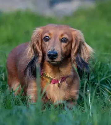 Discover the Cockapoo: an affectionate, playful, low-shedding companion ideal for families, singles, and allergy sufferers.