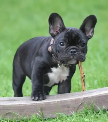 Everything you need to know about French Bulldogs, from their storied history to care, personality, and health essentials.