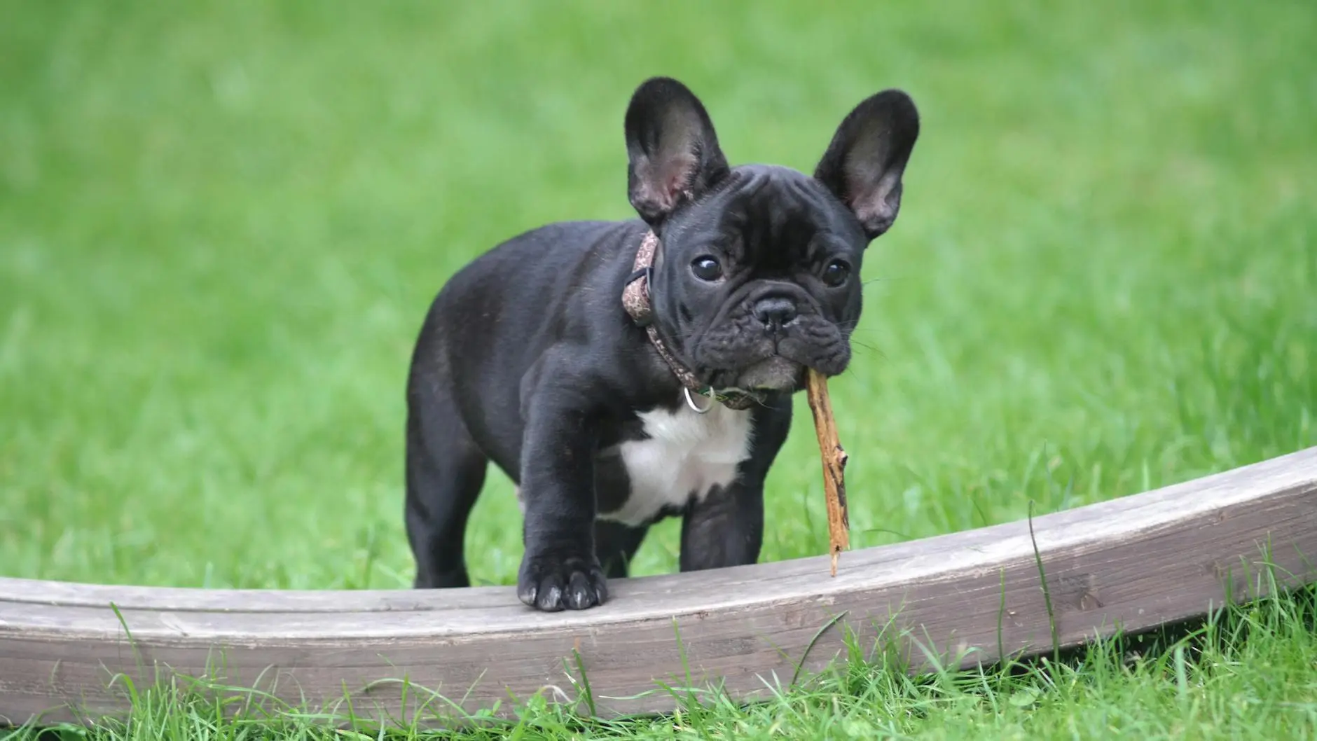 French Bulldog: The Ultimate Companion Breed Guide Everything you need to know about French Bulldogs, from their storied history to care, personality, and health essentials.