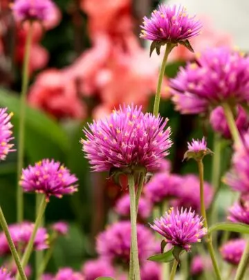 Discover the globe amaranth's charm, varieties, and expert tips for thriving beds, borders, and dazzling cut or dried arrangements.