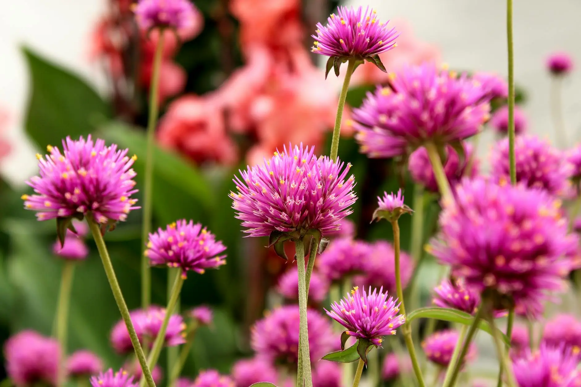 Discover the globe amaranth's charm, varieties, and expert tips for thriving beds, borders, and dazzling cut or dried arrangements.
