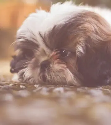 Discover the affectionate, intelligent, and playful Maltese Shih Tzu—an ideal companion for families, first-time owners, and apartment dwellers alike.