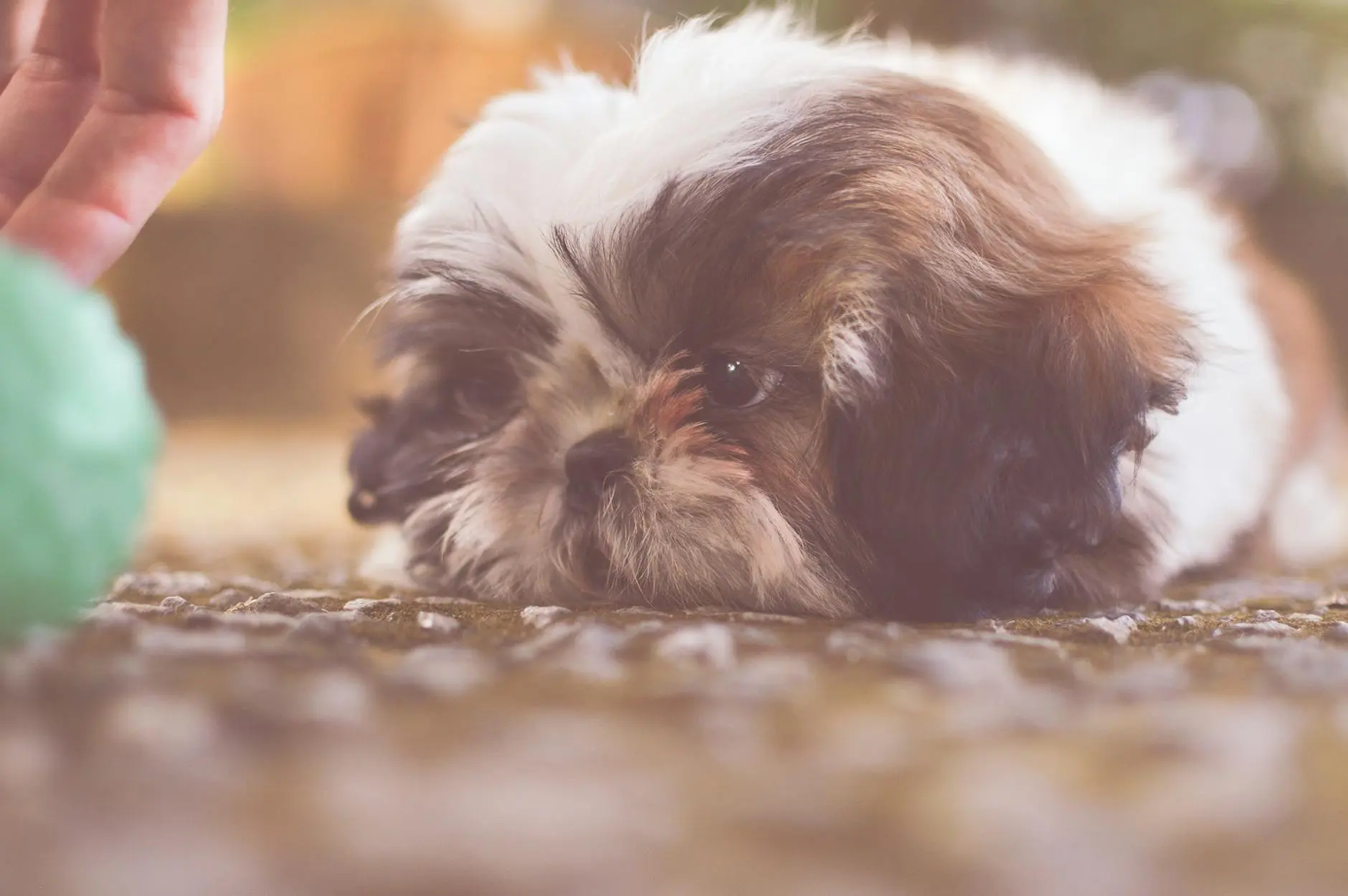 Maltese Shih Tzu: Your Complete Guide to the Lovable Malshi Discover the affectionate, intelligent, and playful Maltese Shih Tzu—an ideal companion for families, first-time owners, and apartment dwellers alike.
