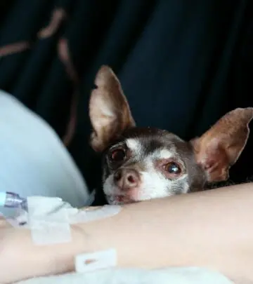 Small in size but big in personality: Everything you need to know about the lovable Chiweenie