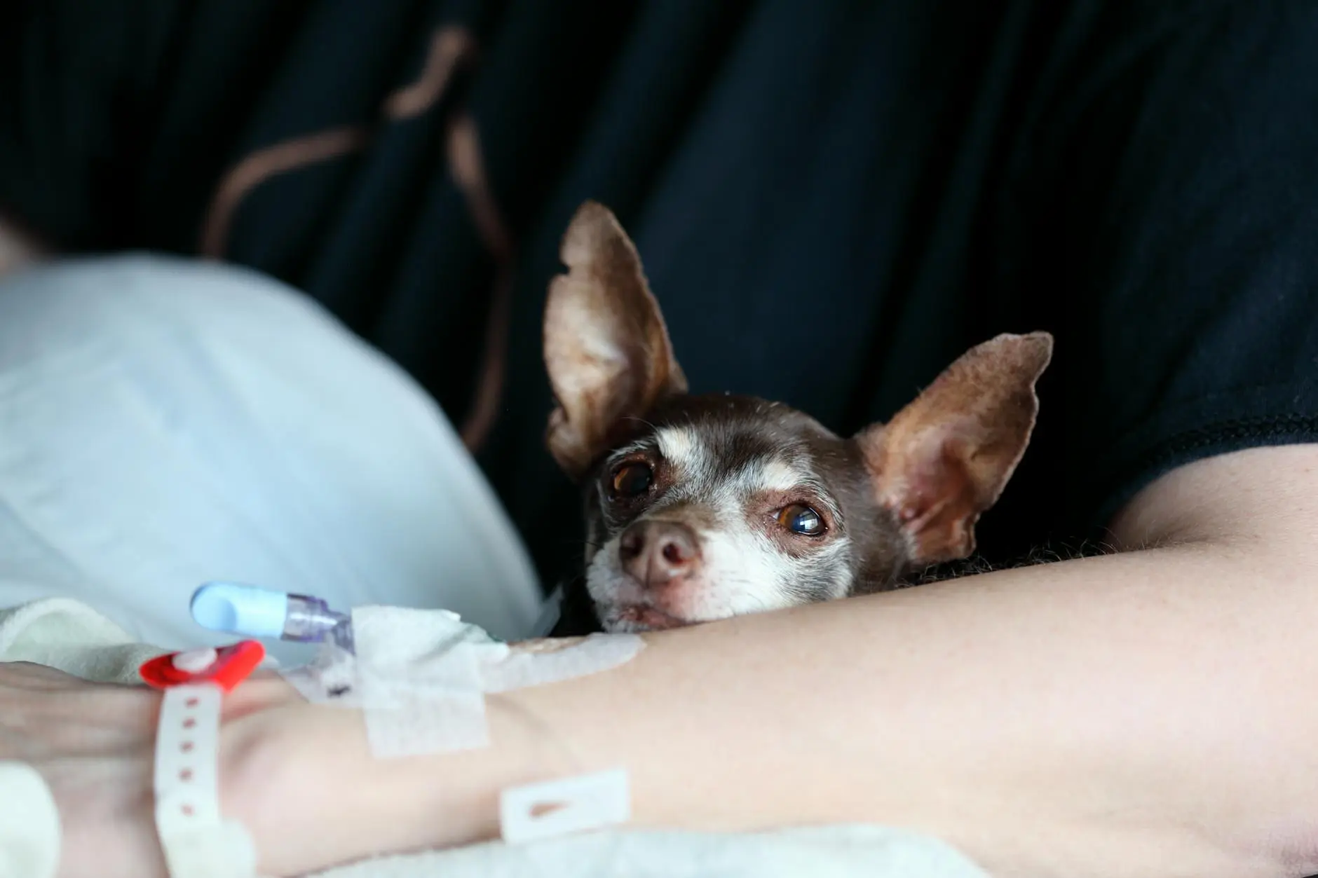 Chiweenie Dog Breed: Complete Guide to Characteristics & Care Small in size but big in personality: Everything you need to know about the lovable Chiweenie