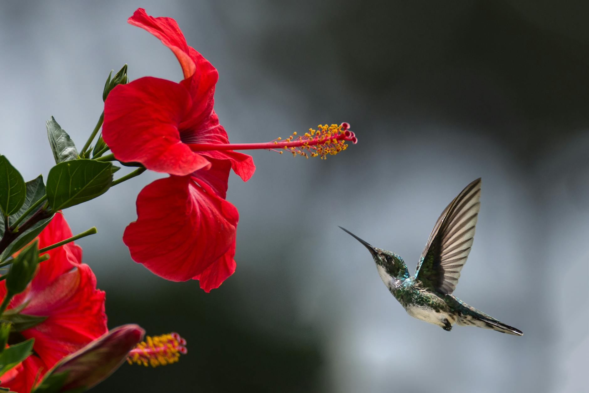 Rose Mallow: The Complete Guide to Growing Swamp Hibiscus Rose Mallow: The Complete Guide to Growing Swamp Hibiscus_image