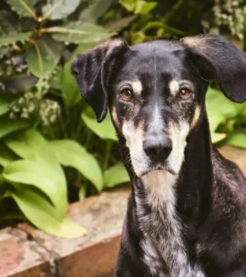 Discover everything about the charming Chug: a small mixed breed with a giant personality