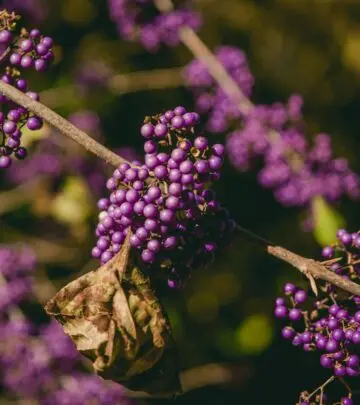 Discover how this remarkable shrub transforms from unassuming to spectacular with its vibrant purple berries
