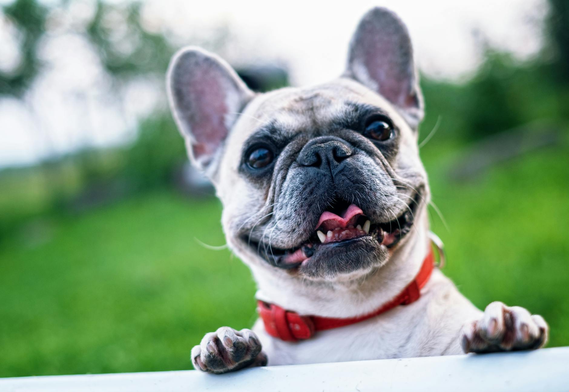 American Bulldog: Breed Characteristics, History, Care & Training Guide_image