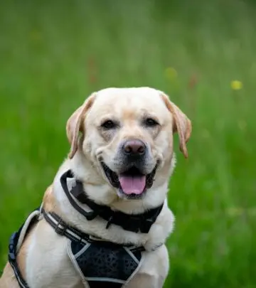 Everything you need to know about the energetic and loyal Lab Pointer mixed breed