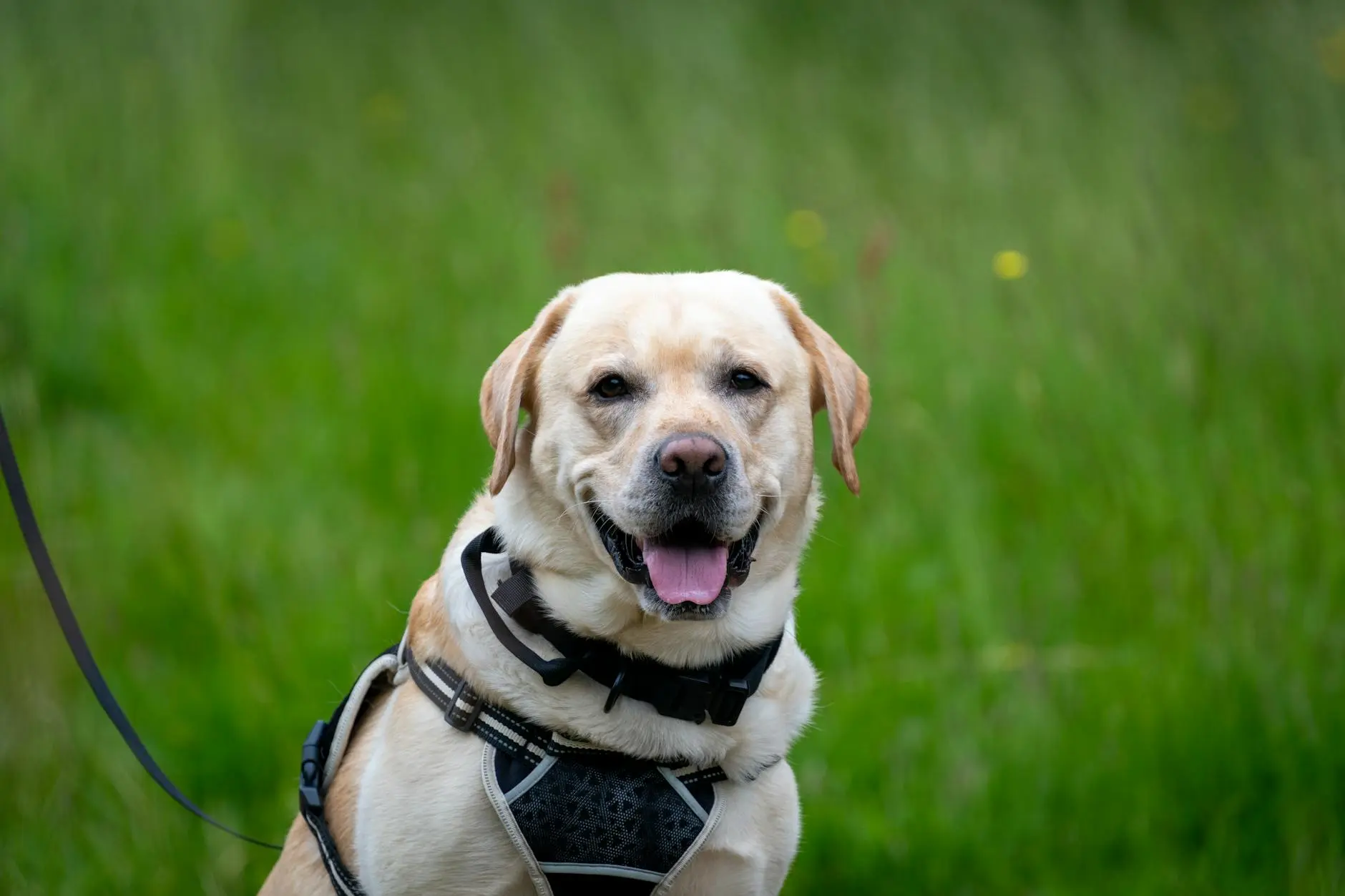 Lab Pointer Mixed Dog Breed: Complete Guide to Characteristics & Care Everything you need to know about the energetic and loyal Lab Pointer mixed breed