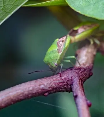 Protect your beautiful blooms from destructive budworms with these effective natural remedies