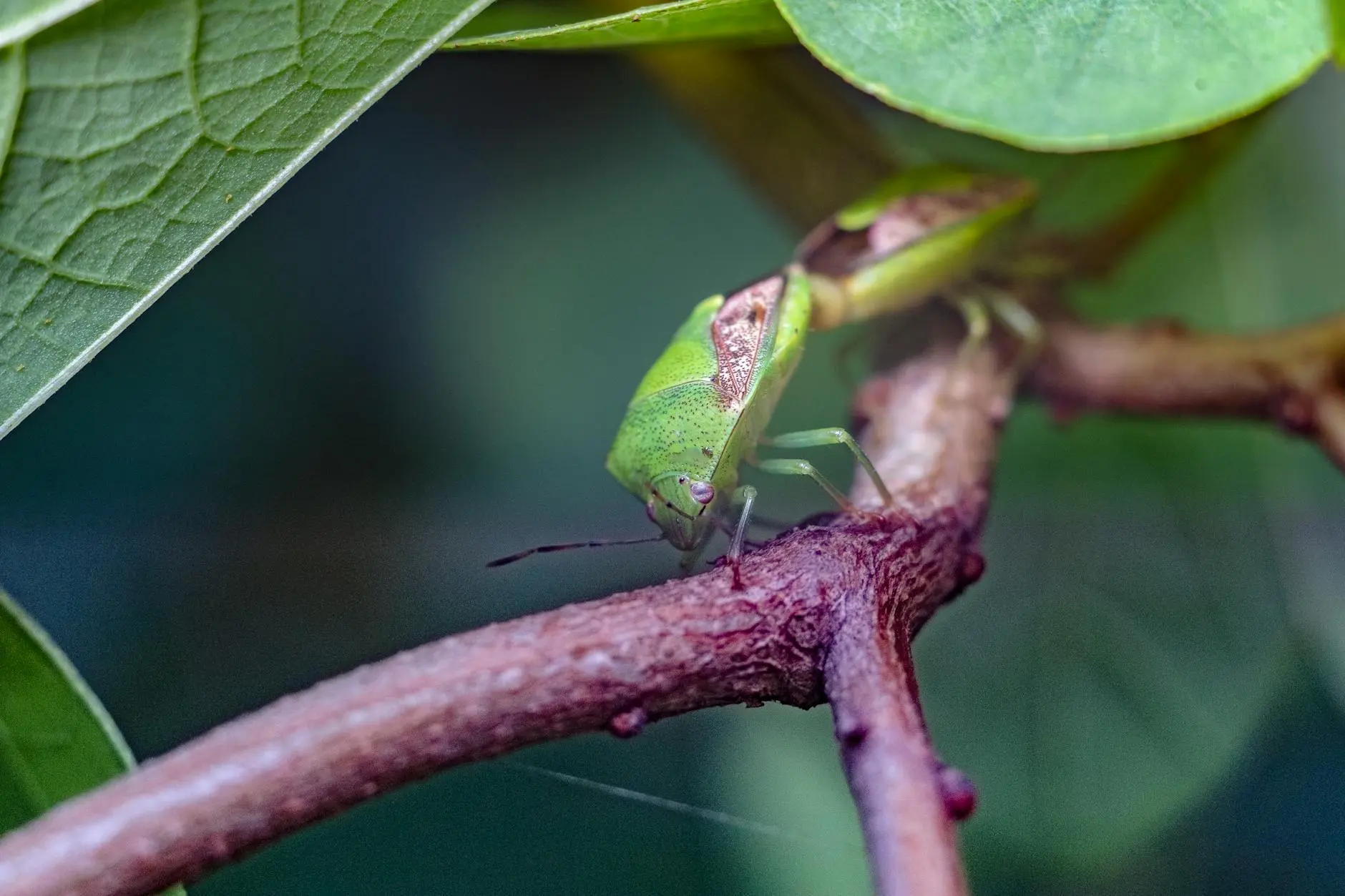 Protect your beautiful blooms from destructive budworms with these effective natural remedies