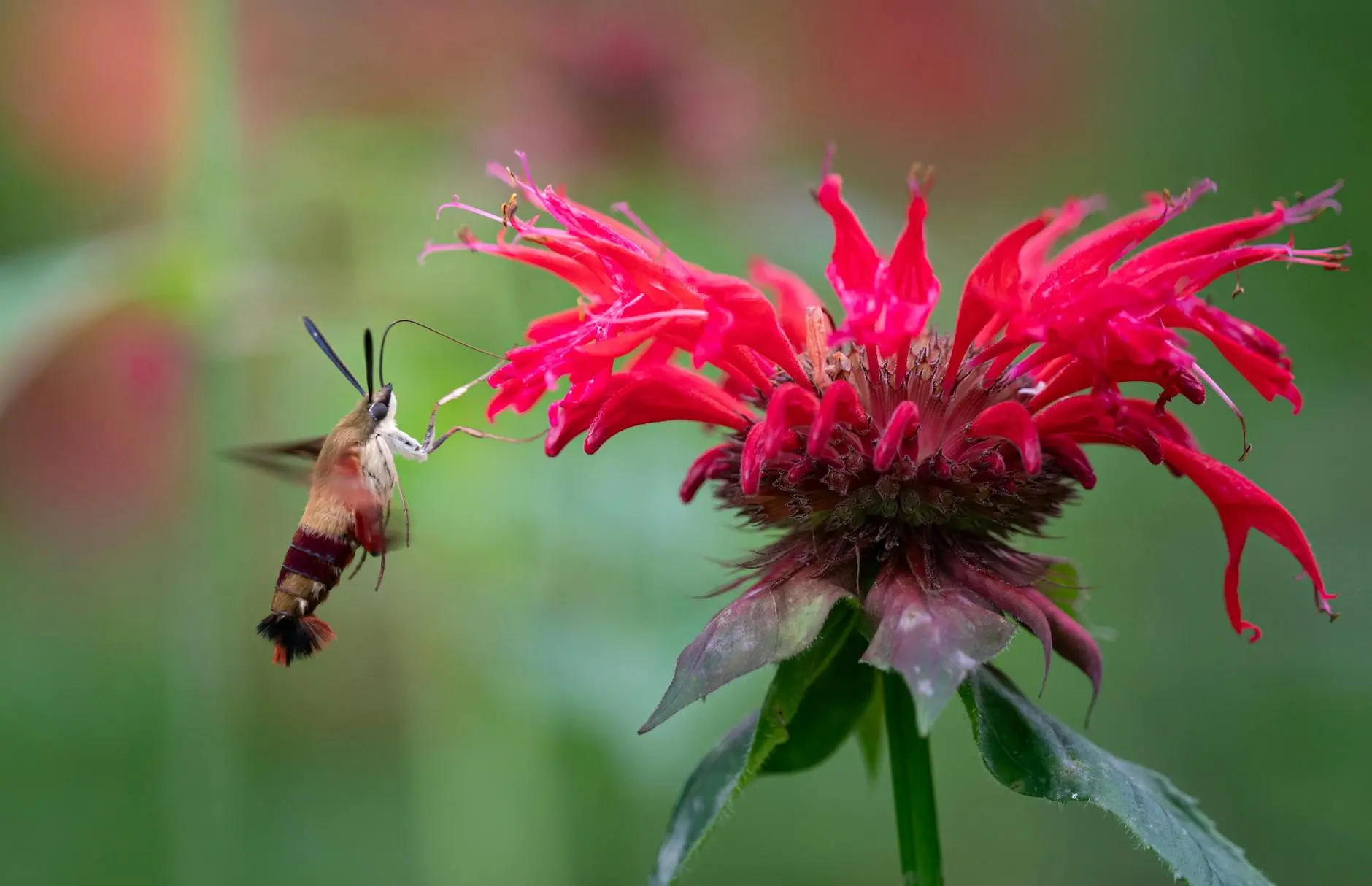 Bee Balm: An Essential Guide to Growing and Enjoying Monarda Uncover everything you need to know about bee balm—from planting and care to varieties, uses, and troubleshooting in your perennial garden.