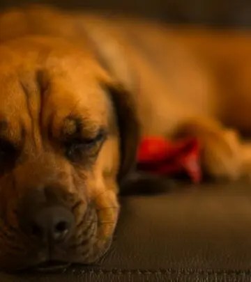 Unravel the quirks, care tips, and personality of the lovable, spirited Puggle—the perfect blend of Beagle and Pug.