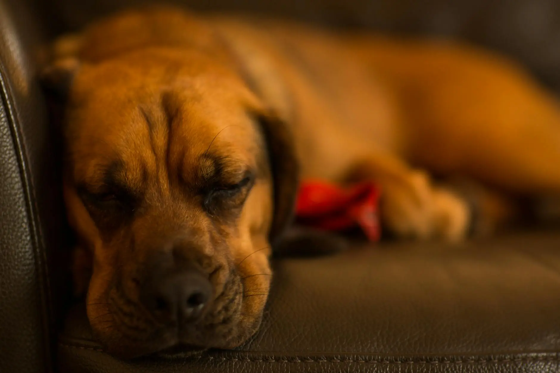 Puggle Dog Breed: Complete Guide to the Playful Pug-Beagle Mix Unravel the quirks, care tips, and personality of the lovable, spirited Puggle—the perfect blend of Beagle and Pug.