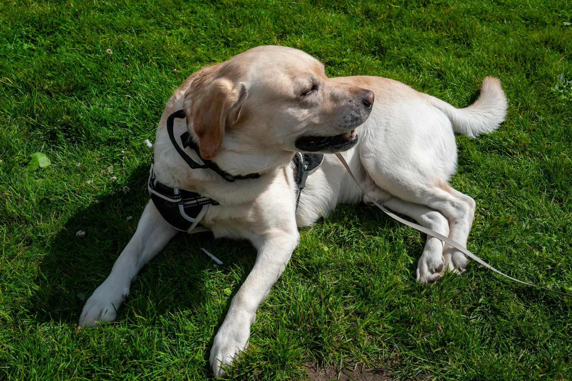 Discover the friendly, intelligent, and lovable Goldador - a perfect family companion and working dog
