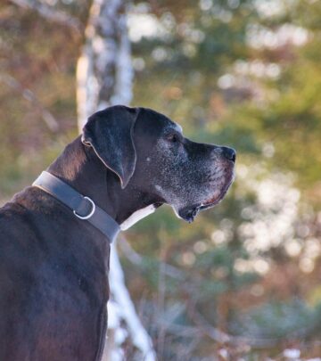 Daniff: The Gentle Giant Mix of Great Dane and Mastiff