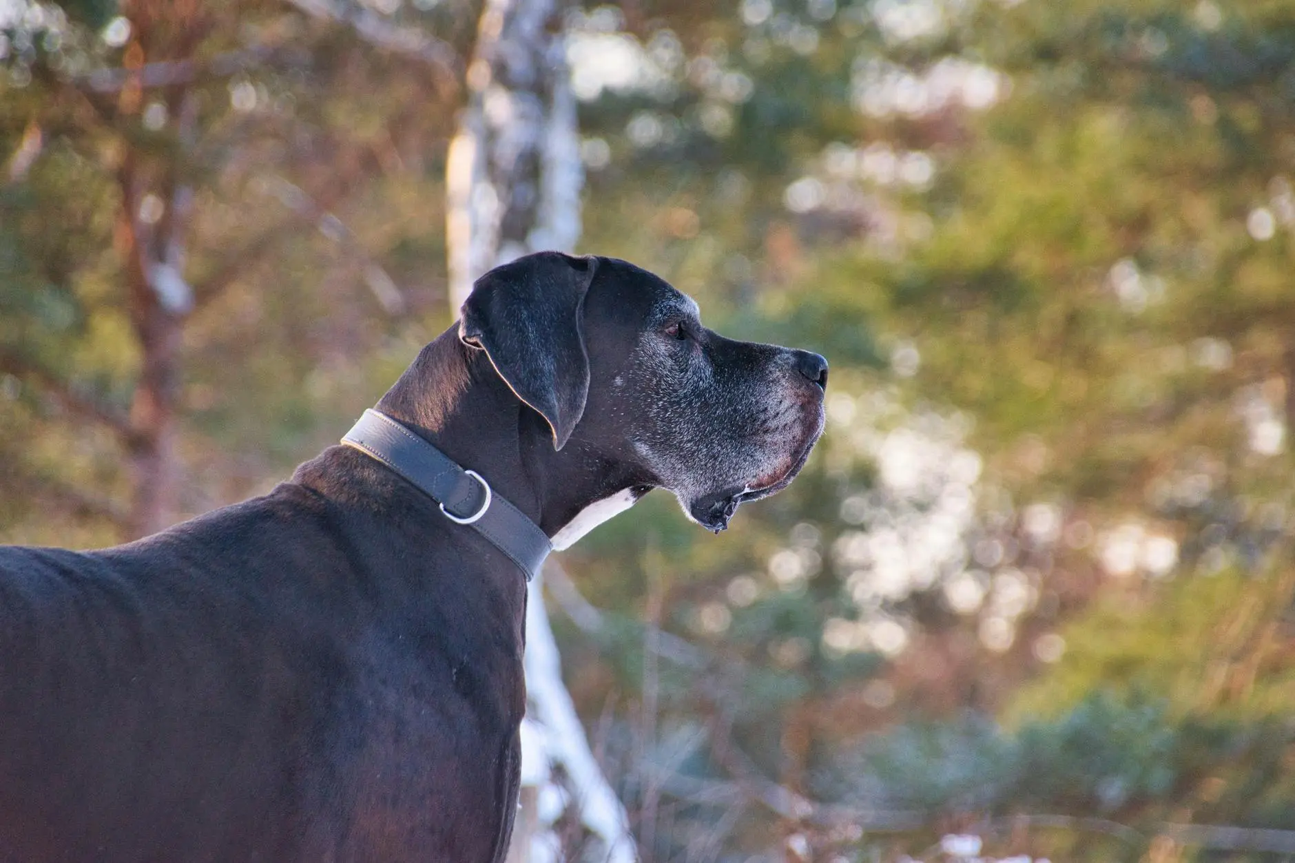Discover the affectionate, loyal, and protective Daniff—a gentle giant perfect for devoted families and experienced dog owners alike.