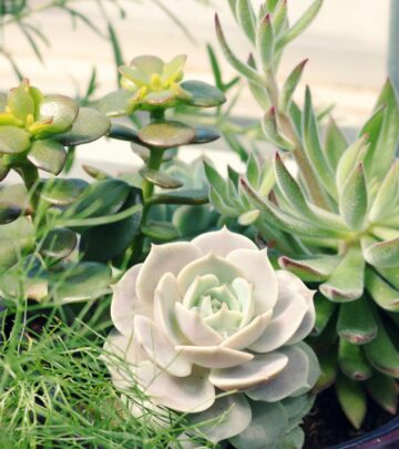 The Ultimate Guide to Jade Plant Care: Growing Crassula ovata Indoors and Out