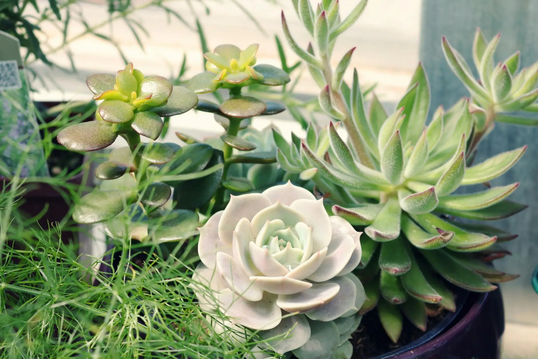 The Ultimate Guide to Jade Plant Care: Growing Crassula ovata Indoors and Out Everything you need to know to grow healthy, beautiful jade plants indoors and outdoors—from choosing soil to troubleshooting common problems.