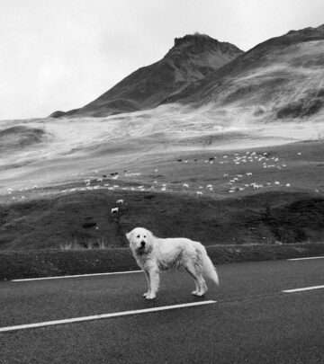 Anatolian Pyrenees: The Gentle Giant Guardian Dog Breed