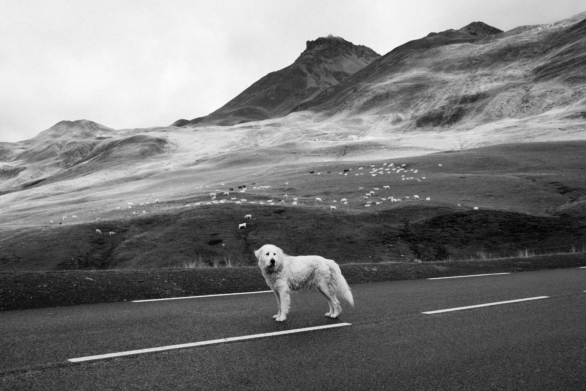 Anatolian Pyrenees: The Gentle Giant Guardian Dog Breed Learn about the Anatolian Pyrenees—a devoted, intelligent, and protective giant suitable for loving families and serious guardianship.