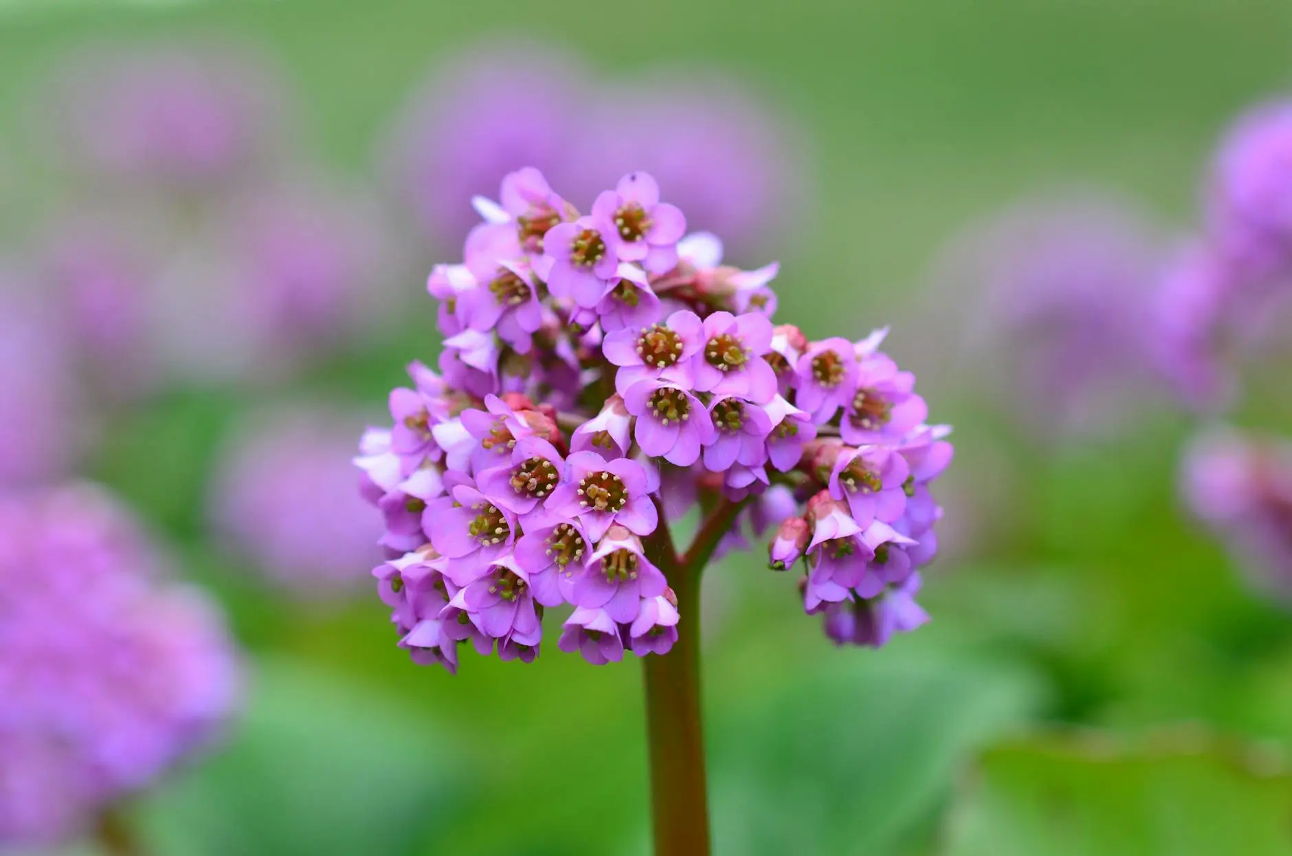 Bergenia Plant Care: Ultimate Guide For Bold-Leafed Perennials Discover everything about Bergenia, the versatile and resilient perennial known for its bold foliage, charming blooms, and low-maintenance care.