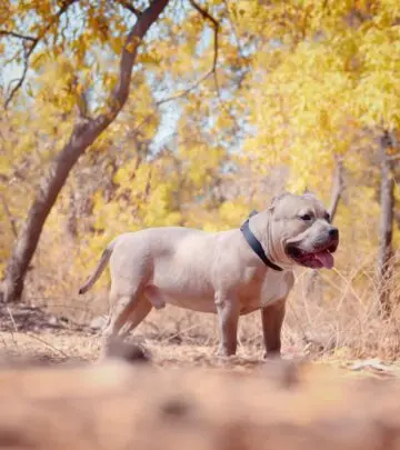 Discover the loyal, muscular, and surprisingly gentle American Bully - a perfect family companion with an impressive appearance