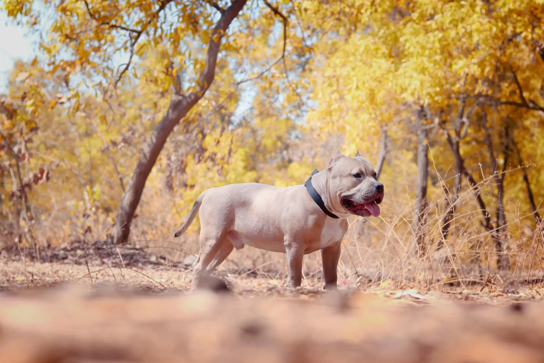 Discover the loyal, muscular, and surprisingly gentle American Bully - a perfect family companion with an impressive appearance