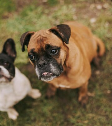French Bullhuahua: The Ultimate Guide to the French Bulldog and Chihuahua Mix