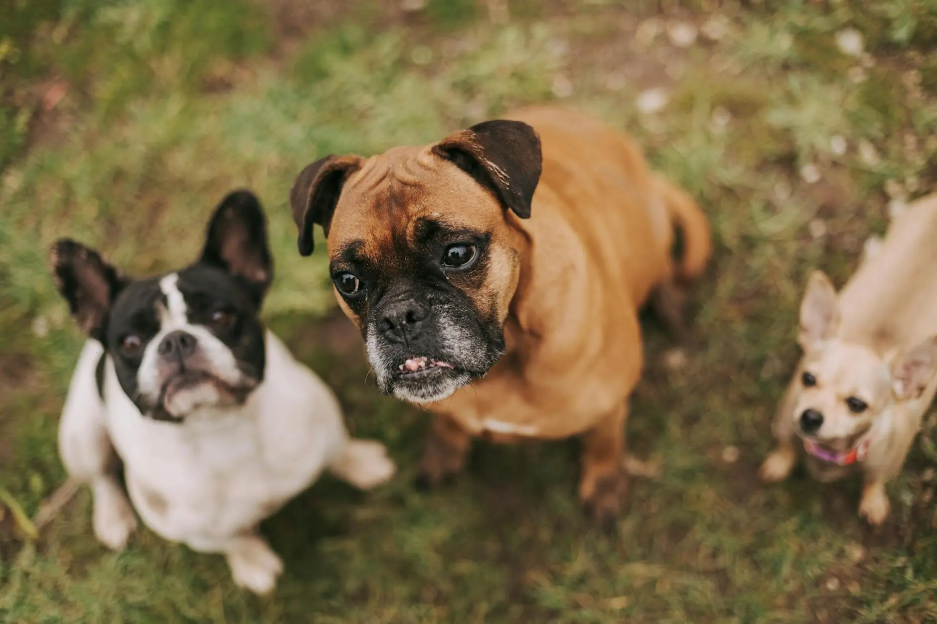 French Bullhuahua: The Ultimate Guide to the French Bulldog and Chihuahua Mix Discover everything about the lively, loyal, and unique French Bullhuahua—a delightful mix of French Bulldog and Chihuahua.