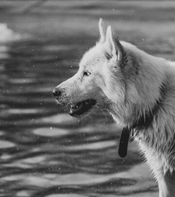 Australian Shepherd Husky Mix: The Ultimate Energetic Companion